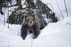 brown bear