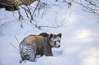 brown bear