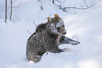 brown bear