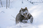 brown bear