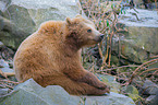 european brown bear
