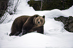 brown bear