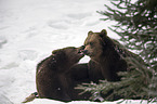 brown bears