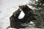 brown bears