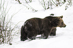 brown bear
