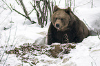 brown bear