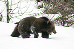 brown bear
