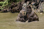 brown bears
