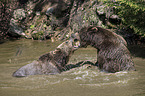 brown bears