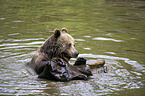 brown bear