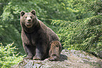brown bear