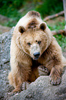 brown bear