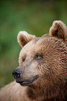 brown bear