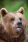 brown bear