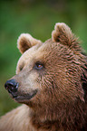 brown bear
