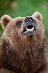 brown bear