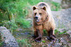 brown bear