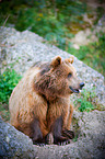 brown bear