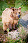 brown bear
