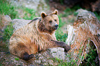 brown bear
