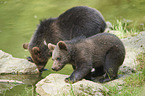 brown bears