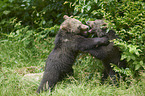 brown bears