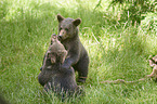 brown bears