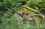 brown bear