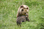 brown bears