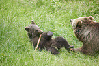 brown bears