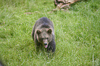 brown bear