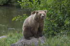 common bear