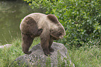 common bear