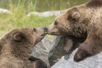 common bears