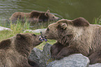common bears