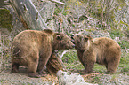 common bears