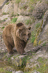 common bear