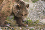 common bear