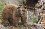common bear