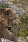common bear