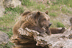 common bear