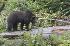young common bear
