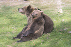 common bears