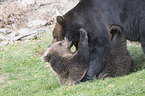 common bears
