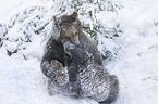 2 young common bears