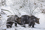 2 young common bears