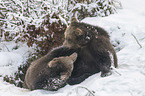 common bears