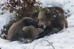 common bears