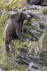 young common bear