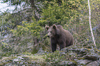 young common bear